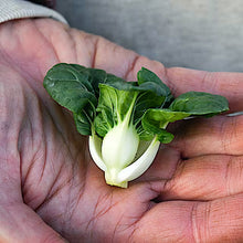 Bok Choy, Hedou Tiny