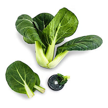 Bok Choy, Hedou Tiny