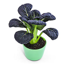 Bok Choy, Purple Lady