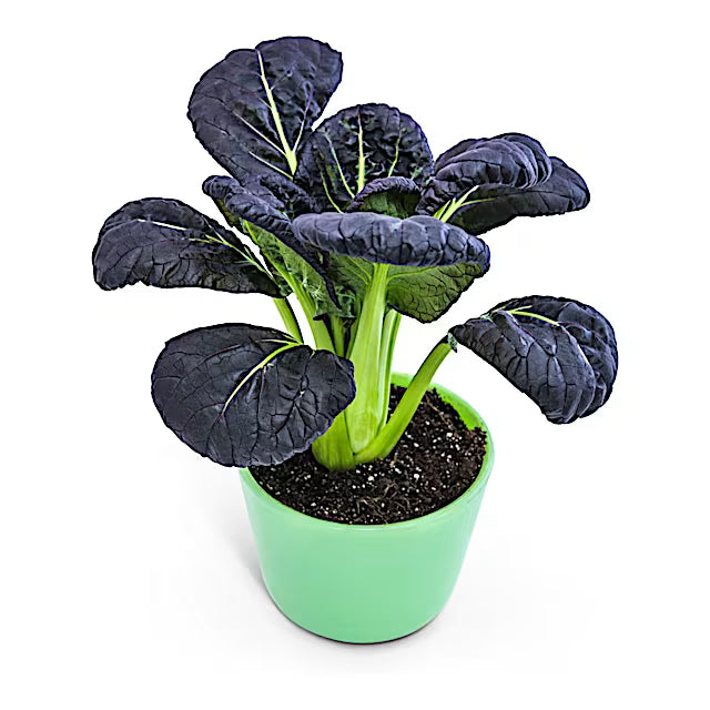 Bok Choy, Purple Lady