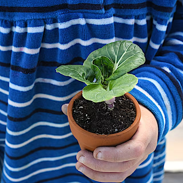 Bok Choy, Hedou Tiny