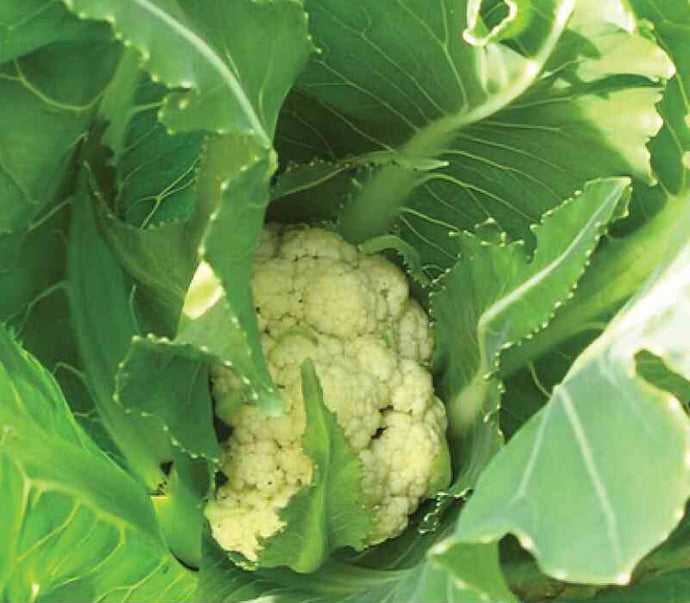 Cauliflower, Snowball Y