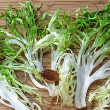 Olesh Tres Fine Endive Seeds