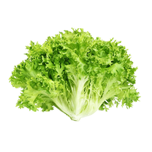 Olesh Tres Fine Endive Seeds