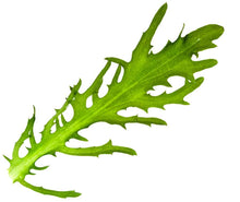 Olesh Tres Fine Endive Seeds