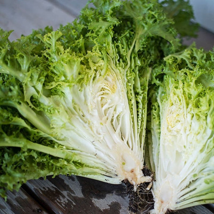 Olesh Tres Fine Endive Seeds