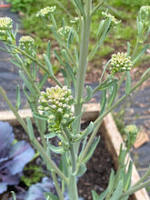 Chinese Broccoli, Yod Fah