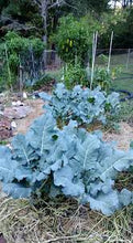 Chinese Broccoli, Yod Fah