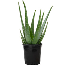 Aloe Vera (Sávila)