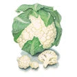 Cauliflower, Snowball Y
