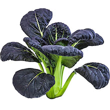 Bok Choy, Purple Lady
