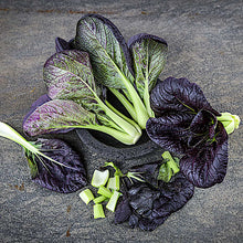 Bok Choy, Purple Lady