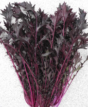 Mizuna Benigormo (Red)