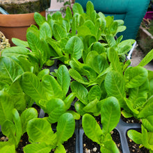 Little Gem Romaine Lettuce