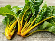 Oriole Orange Swiss Chard