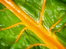 Oriole Orange Swiss Chard