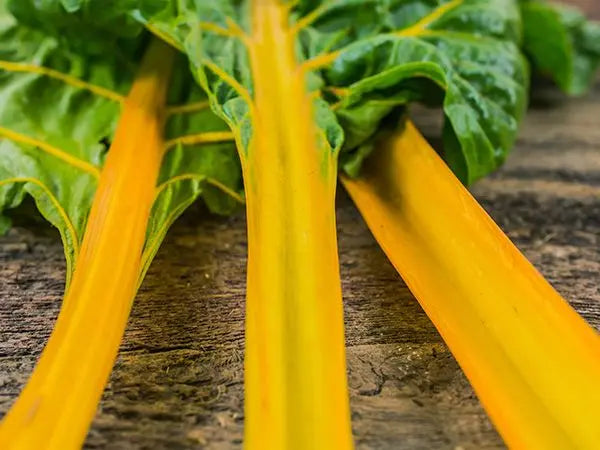 Oriole Orange Swiss Chard