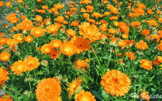 Dried Calendula Resina Flower Blossoms Qty: 2 Ounces