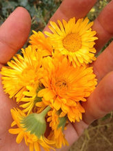 Calendula-Resina