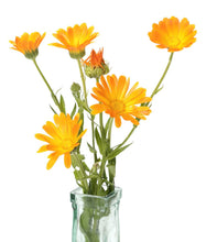 Calendula-Resina