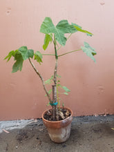 Chaya (Cnidoscolus aconitifolius)
