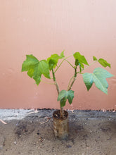 Chaya (Cnidoscolus aconitifolius)
