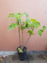 Chaya (Cnidoscolus aconitifolius)
