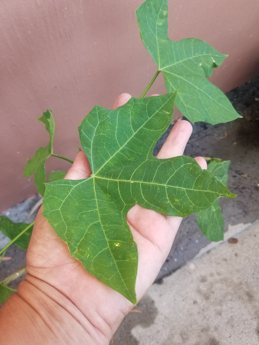 Chaya (Cnidoscolus aconitifolius)