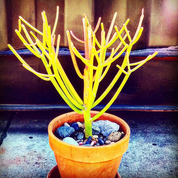 Fire Stick (Euphorbia tirucalli)