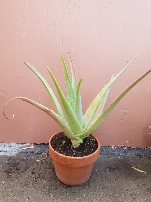 Aloe Vera (Sávila)