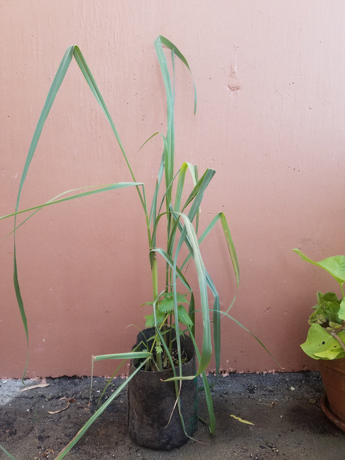 Lemon Grass (Te de Limon)