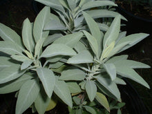 White Sage (Salvia apiana)