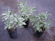 White Sage (Salvia apiana)