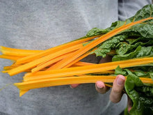 Oriole Orange Swiss Chard