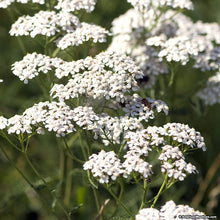 White Yarrow (Achillea millefolium)