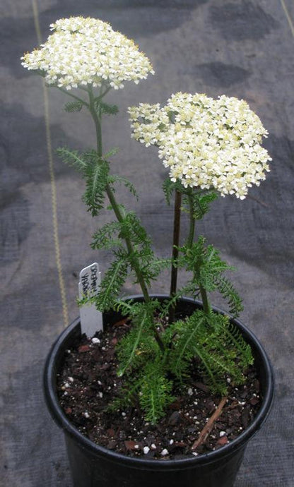 White Yarrow (Achillea millefolium)