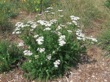 White Yarrow (Achillea millefolium)